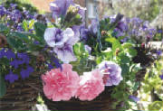 ColourBurst/CB08.jpg