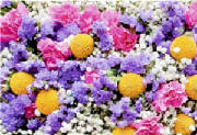 ColourBurst/CB11.jpg