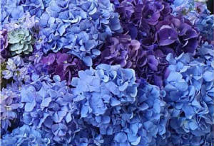 ColourBurst/CB13.jpg