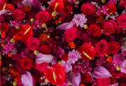 ColourBurst/CB15.jpg