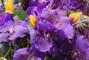 ColourBurst/CB19.jpg