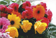 ColourBurst/CB25.jpg