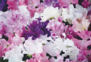 ColourBurst/CB27.jpg