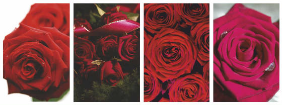 ValentineCards/RedRosePortrait4up.jpg